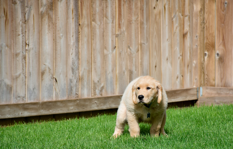 Golden retriever puppy getting ready to poop on green grass