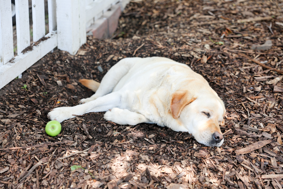 dog sleeping at backyard